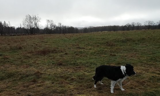 3 Grad, Wind und Nieselregen meldete heute Morgen Sophienhof im Harz (Foto: W.J&ouml;rgens)