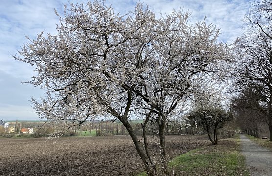 Das milde Wetter treibt sie Bl&uuml;ten aus den B&auml;umen (Foto: oas)