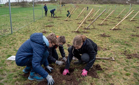Sch&uuml;lerinnen und Sch&uuml;ler der Freien Gemeinschaftsschule Sondershausen pflanzen B&auml;ume f&uuml;r die Wildkatze (Foto: Isabell H&uuml;mpfner)