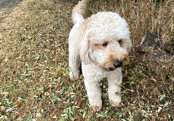 Labradoodle-Welpe (Foto: oas)