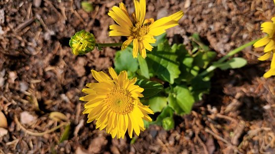 Ostergr&uuml;&szlig;e aus Salza (Foto: S. Schr&ouml;der)