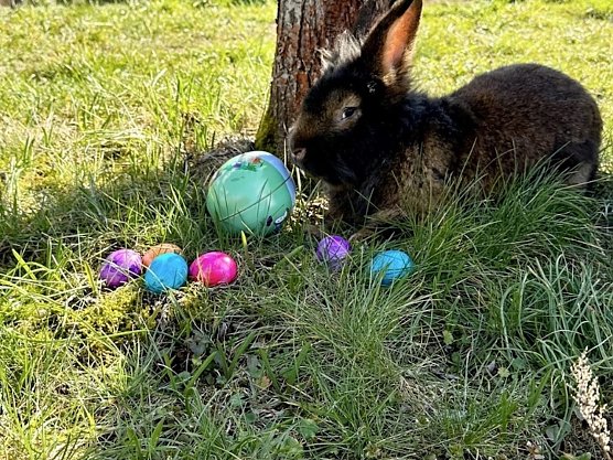 Hase Akari im Akornpark in Ilfeld (Foto: René Weber ) Hase Akari im Akornpark in Ilfeld (Foto: René Weber )