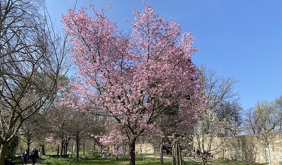 Baumblüte im Arboretum in Bad Langensalza (Foto: oas) Baumblüte im Arboretum in Bad Langensalza (Foto: oas)