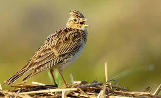 Die Feldlerche (Foto: Manfred Delpho) Die Feldlerche (Foto: Manfred Delpho)