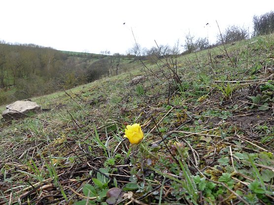 Magerrasen bei Bliederstedt mit einem einsamen Adonisr&ouml;sschen (Foto: Landschaftspflegeverband S&uuml;dharz/Kyffh&auml;user)