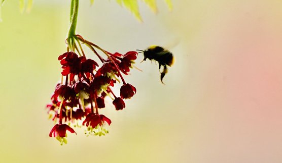 Fr&uuml;hlingsboten  (Foto: Eva Maria Wiegand)