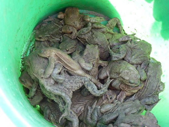 Kr&ouml;tenwanderung zum Hammateich (Foto: Karl-Heinz Herrmann)