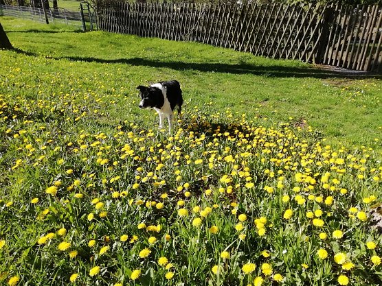 Bl&uuml;tenpracht und Sonnenw&auml;rme haben inzwischen auch die H&ouml;hen des Harzes erreicht (Foto: W. J&ouml;rgens)