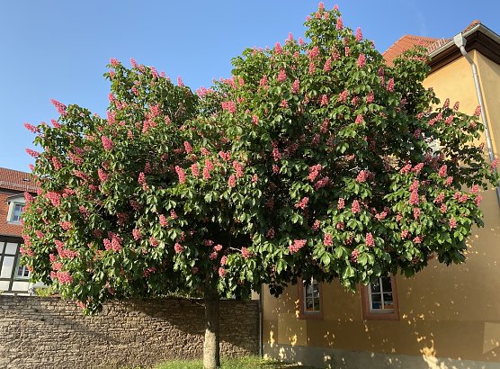 Das phantastische Pfingstwetter h&auml;lt weiter an (Foto: oas)