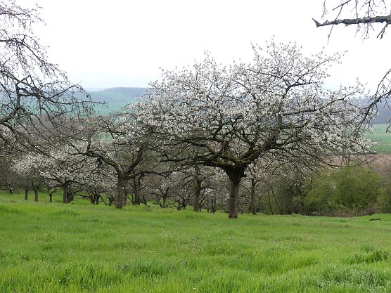 Die Streuobstwiese in Bendeleben (Foto: LPV)