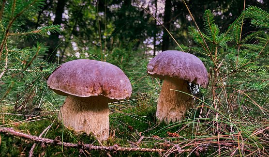 Th&uuml;ringens Gr&uuml;nr&ouml;cke hoffen auf eine gute diesj&auml;hrige Pilzsaison. Mitte Juni startet die Steinpilzernte in den heimischen W&auml;ldern (Foto: Tina Schwandt)