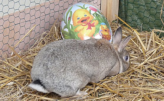 Ach du dickes Osterei (Foto: Karl-Heinz Herrmann)