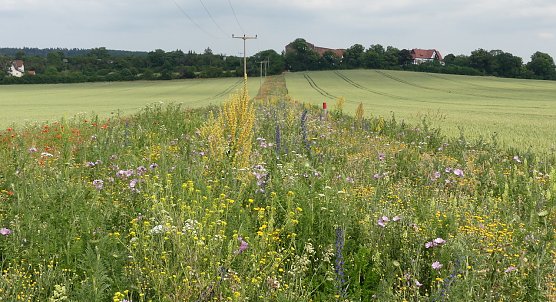 Bl&uuml;hstreifen im Kyffh&auml;userkreis (Foto: LPV S&uuml;dharz/Kyffh&auml;usee)