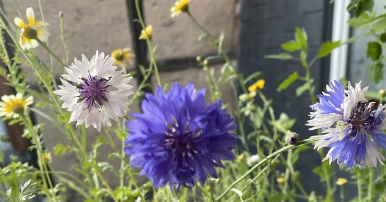 Zurückgehende Temperaturen nach Gewittern am Montag (Foto: emw) Zurückgehende Temperaturen nach Gewittern am Montag (Foto: emw)