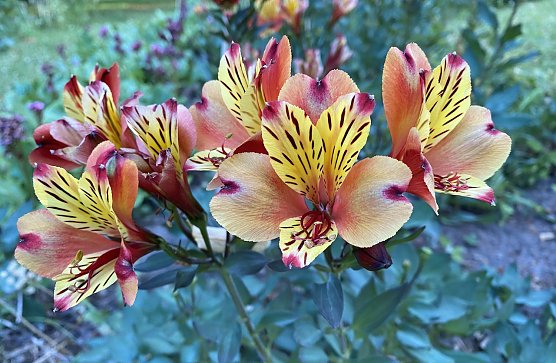 Moderates, warmes Sommerwetter und KEINE HITZEWELLE in Sicht. (Foto: oas)