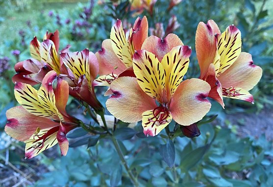 Das Juli-Ende bleibt feucht und kühl (Foto: oas) Das Juli-Ende bleibt feucht und kühl (Foto: oas)