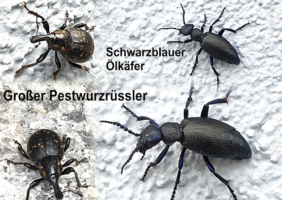 Collage der beschriebenen K&auml;fer (Foto: Joachim Retzek)