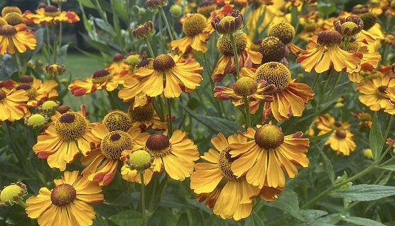 Sonne satt erwartet uns in den n&auml;chsten Tagen (Foto: emw)