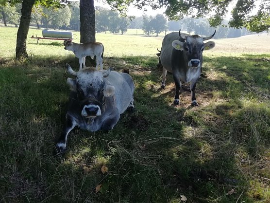 Bei 16 Grad und leichtem Wind genie&szlig;en die K&uuml;he den Sommer auf der Sophienhofer Weide (Foto: W. J&ouml;rgens)