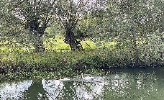 An der Unstrut bei N&auml;gelstedt (Foto: oas)