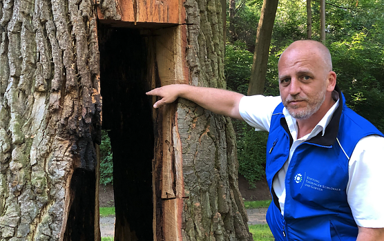 Schloss- und Parkverwalter Manuel Mucha von der Stiftung Th&uuml;ringer Schl&ouml;sser und G&auml;rten zeigt den bei L&ouml;scharbeiten freiges&auml;gten Baum (Foto: STSG, Franz Nagel)