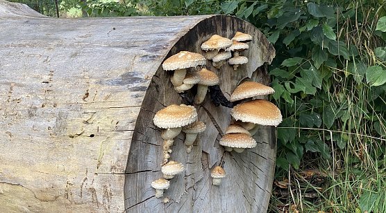 Feenwohnungen mit eingebauten Sonnenschirmen (Foto: oas)