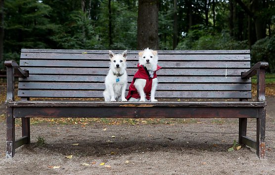 Wie bereiten Sie ihr Haustier auf die dunkele Jahreszeit vor? (Foto: Vier Pfoten-Christopher Koch)