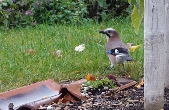 Eichelh&auml;her zu Besuch in einem Salzaer Garten (Foto: nnz)