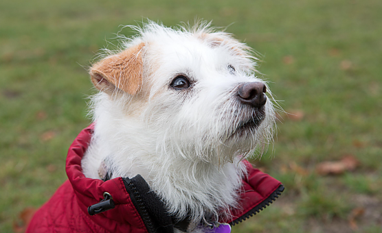 Tipps zur Verwendung von Hundemänteln (Foto: Vier Pfoten) Tipps zur Verwendung von Hundemänteln (Foto: Vier Pfoten)
