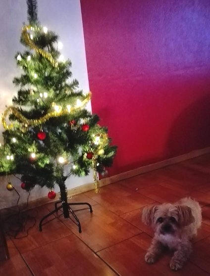 Die kleine H&uuml;ndin Lingling (Foto: Sabrina Zorn)