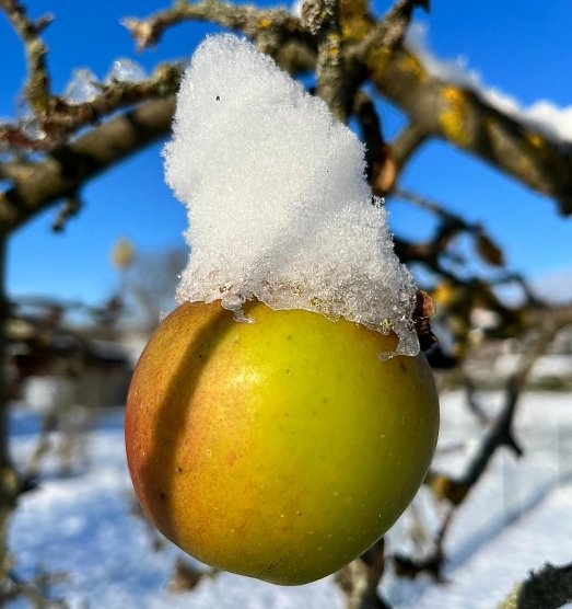 Der Apfel tr&auml;gt passend zum Advent seine M&uuml;tze (Foto: Luisa Wulf)