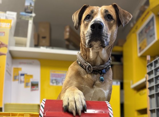 Nelli bewacht die Wunschzettel (Foto: Katrin K&uuml;hne)