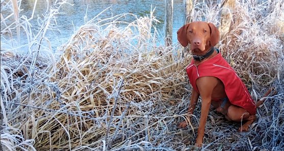 Hund an der frostigen Iberg Talsperre (Foto: Anja) Hund an der frostigen Iberg Talsperre (Foto: Anja)