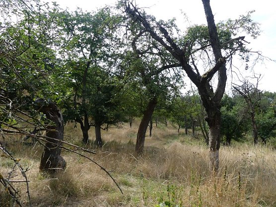 Alter Obstbaumbestand am Weinberg Bendeleben vor Maßnahmebeginn (Foto: © LPV Südharz(Kyffhäuser) Alter Obstbaumbestand am Weinberg Bendeleben vor Maßnahmebeginn (Foto: © LPV Südharz(Kyffhäuser)