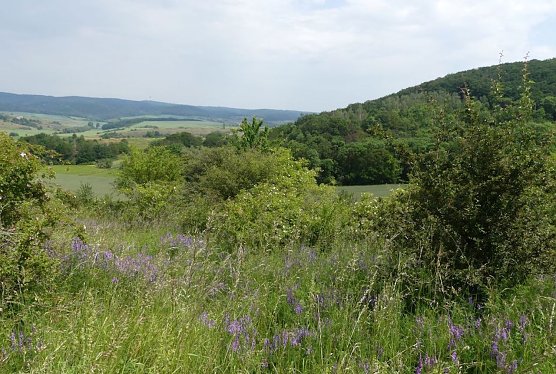 Projektfläche Herztal Badra (Foto: Bildrechte LVP Südharz/ Kyffhäuser) Projektfläche Herztal Badra (Foto: Bildrechte LVP Südharz/ Kyffhäuser)