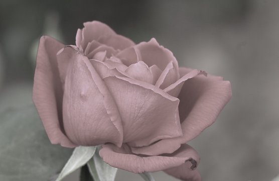 Symbolbild (Foto: Eva Maria Wiegand)