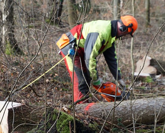 Kein Widerspruch: W&auml;hrend Geh&ouml;lzschnitt im eigenen Garten ab 1. M&auml;rz untersagt ist, laufen im Wald Holzerntema&szlig;nahmen auf Hochtouren (Foto: Dr. Horst Spro&szlig;mann)