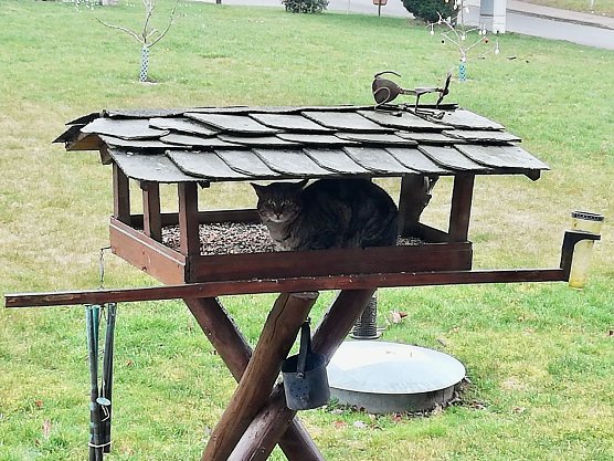 Entweder wartet hier jemand auf das Buffett oder das Wetter in Sophienhof im Harz l&auml;dt noch nicht zum Sonnenbad ein (Foto: W. J&ouml;rgens)