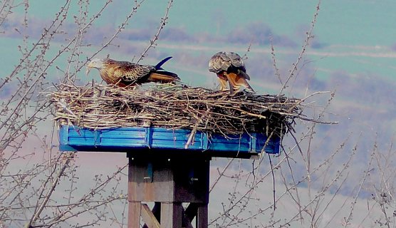 Ein Rotmilanpaar br&uuml;tet in einem Storchennest in Kelbra (Foto: Ulrich Reinboth)