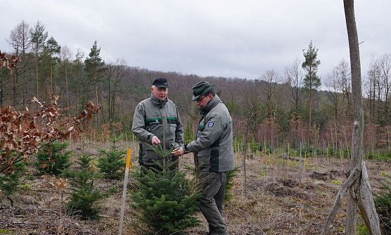 Forstamtsleiter Ulli Kl&uuml;&szlig;endorf und Dr. Horst Spro&szlig;mann &uuml;berpr&uuml;fen auf einer Versuchsfl&auml;che im Forstamt Sondershausen exotische Baumarten auf m&ouml;gliche Frostsch&auml;den (Foto: Janine Walter)