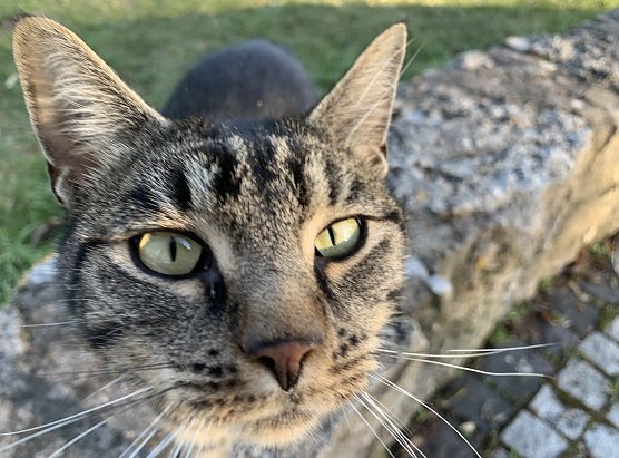 Katzenschutzverordnung im Kyffhäuserkreis tritt in Kraft (Foto: Eva Maria Wiegand) Katzenschutzverordnung im Kyffhäuserkreis tritt in Kraft (Foto: Eva Maria Wiegand)