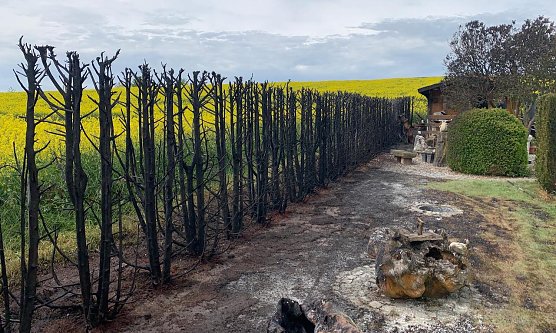 Niedergebrannte Hecke in Steinthaleben (Foto: S.Dietzel) Niedergebrannte Hecke in Steinthaleben (Foto: S.Dietzel)
