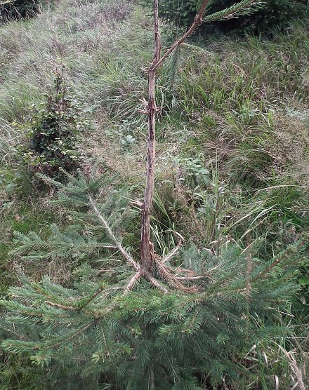 Vom Rehbock verfegte Fichte mit deutlichen Sch&auml;den (Foto: Dr. Horst Spro&szlig;mann)