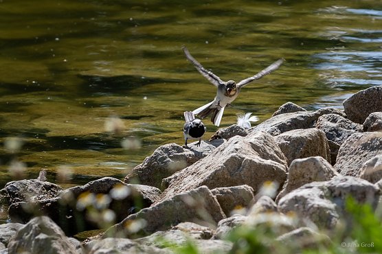 Die Wipper von der Quelle bis zur M&uuml;ndung (Foto: Jana Gro&szlig;)