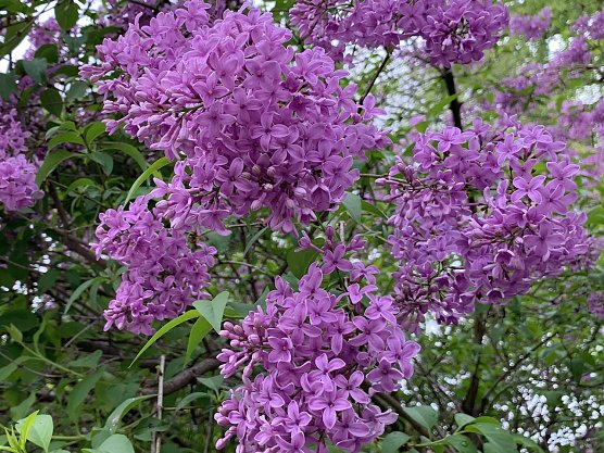 Fliederbl&uuml;hte  (Foto: Eva Maria Wiegand)
