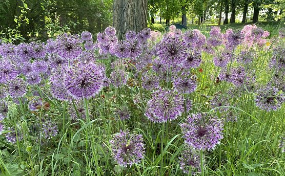 Ruhiges, freundliches, warmes Wetter bestimmt weiterhin den Wonnemonat (Foto: oas)