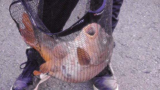 Fichfang in der Helme (Foto: U.Reinboth)