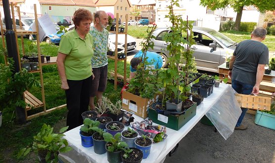Frankenh&auml;user Pflanzenb&ouml;rse (Foto: Peter Zimmer)