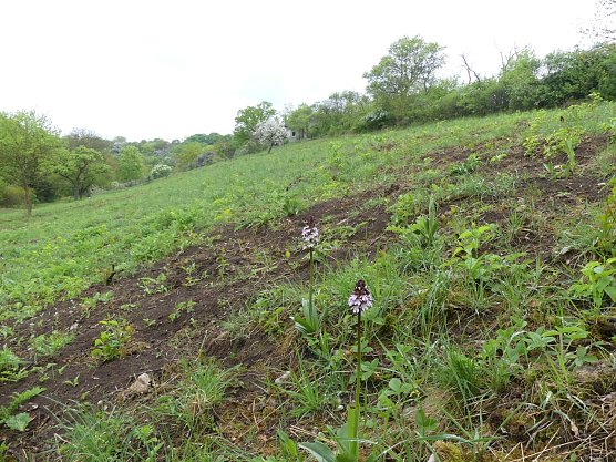 Orchideen am "Roten Hang" bei Bad Frankenhausen (Foto: Landschaftspflegeverband S&uuml;dharz/Kyffh&auml;user)