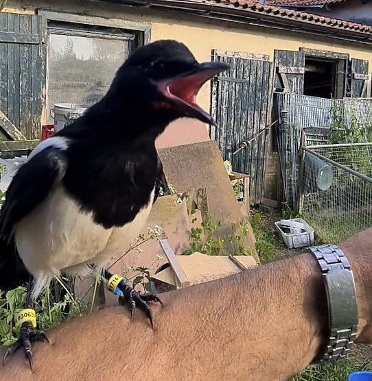 JUnge Elster in braucht Hilfe (Foto: Tierheim Sondershausen )